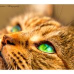 Arun Augustine Photography - Facebook