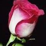 Arun Moorthy - @arun.moorthy.7 - Instagram