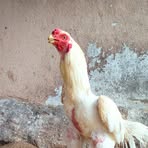 Arun Selvam - Facebook