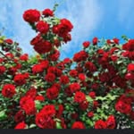 Arun Varshney - @arunvarshney3312018 - Instagram