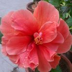 Arunima roy - Facebook