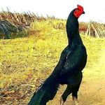 ArunKumar Radhakrishnan - @arunkumarsaspn7 - Instagram