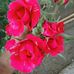 Arup Dhar - Facebook