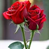 Arup Sarkar - @arupsarkar974 - TikTok