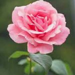 arusa bhatti - @arusa.bhatti - Instagram