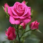 arusa bhatti - @arusabhatti - Instagram