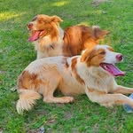 Arusha Kalahari & Hunter - @border.arusha_hunter - Instagram