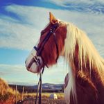 Ruth and Yogi the skewbald Irish cob in Scotland! - @yogithecob - Instagram