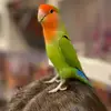 Попугай Марвел🦜 - @marvel.bird - TikTok