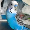 Марвюша🦜 - @marvel_bird - TikTok