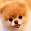 lenora.terryarvel809 - @lenora.terryarvel - TikTok