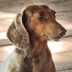 Canil De Ávila Brasil 🐾 Dachs - @canildeavilabrasil - Instagram