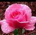 Arvind Mishra - Facebook