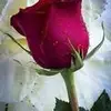 Arvind Mistry - @arvindmistry794 - TikTok