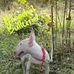 Arvind Thakur - Facebook