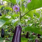 Askari Ari - Facebook