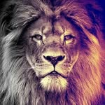 sfc - @arya.askari6 - Instagram