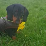 Flint🌭🐶🐾                🐜 - @asausagedognamedflint - Instagram