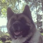 Åsa Norman - @normaasa - Instagram