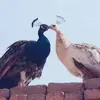 Asad Karim - @asad.karim90 - TikTok