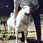 Asad asif shaikh - @asad.shaikh__ - Instagram