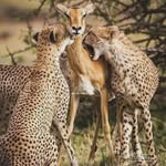 Asad Shakil - @asad.shakil.520 - Instagram
