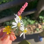 Asako Moriyama - @asakomoriyama - Instagram