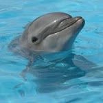 Asako  Ota - @akko_dolphin - Instagram