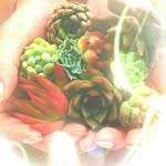 aula succulent - @asako_daiya_ota - Instagram