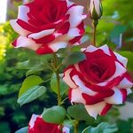 Suparna  Mondal ......🥰🥰❤️❤️ - @asddas6260 - Instagram