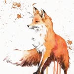 A_Shfox - @a_shfox - Instagram
