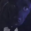 Ash Fox - @kate.stormbaker - TikTok
