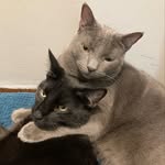 Ash&Fox da Kittycatz - @ash_fox_da_kittycatz - Instagram