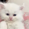 ashjack - @hunnyjerry - TikTok