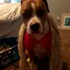 Doggie sister - @ashamcknight - TikTok