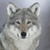 Ash Wolf - @ashkhafaga - TikTok