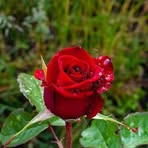 Asha Arora - Facebook