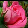 pretty shaa - @ashageorge67 - TikTok
