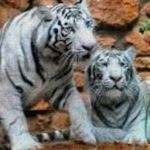Ashanti  Bailey - @whoisashanti101 - Instagram