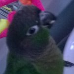 Ashanti Bennett - @ashantiluvsbirds - Instagram