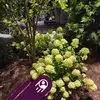 Ashenafi Legesse - @ashenafi.legesse1 - TikTok