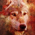 Asher Ackerman - Facebook