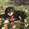 🐶A.A🐶 - @asher_allen - TikTok