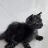 asheralthfr - @asheralthr - TikTok