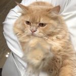 ASHER BHATTI - @b_asherkhalid - Instagram