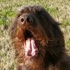 Asher Clark - @hankdadoggie - TikTok
