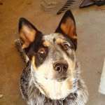 Asher Cole - @dont_mess_with_the_cow - Instagram