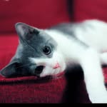 Asher Dean - @asherdean_thecat - Instagram