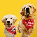 Alex & Asher | Golden Retrievers - @lifeistoogolden - Instagram