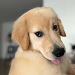 ASHER 🐾 AKC Golden Retriever - @asher.starboy - Instagram
